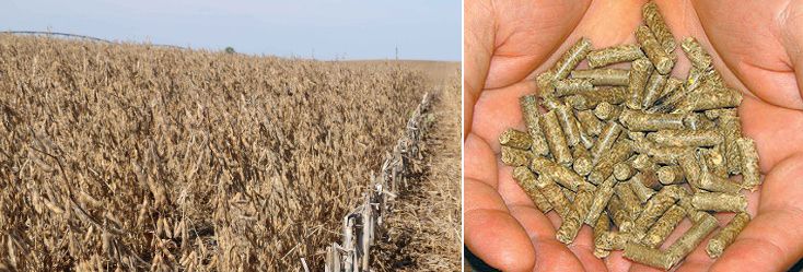 soybean stalks